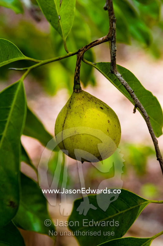 Nutmeg seeds hanging from a branch in an orchard. Banda Neira, Banda Islands, West Papua, Indonesia