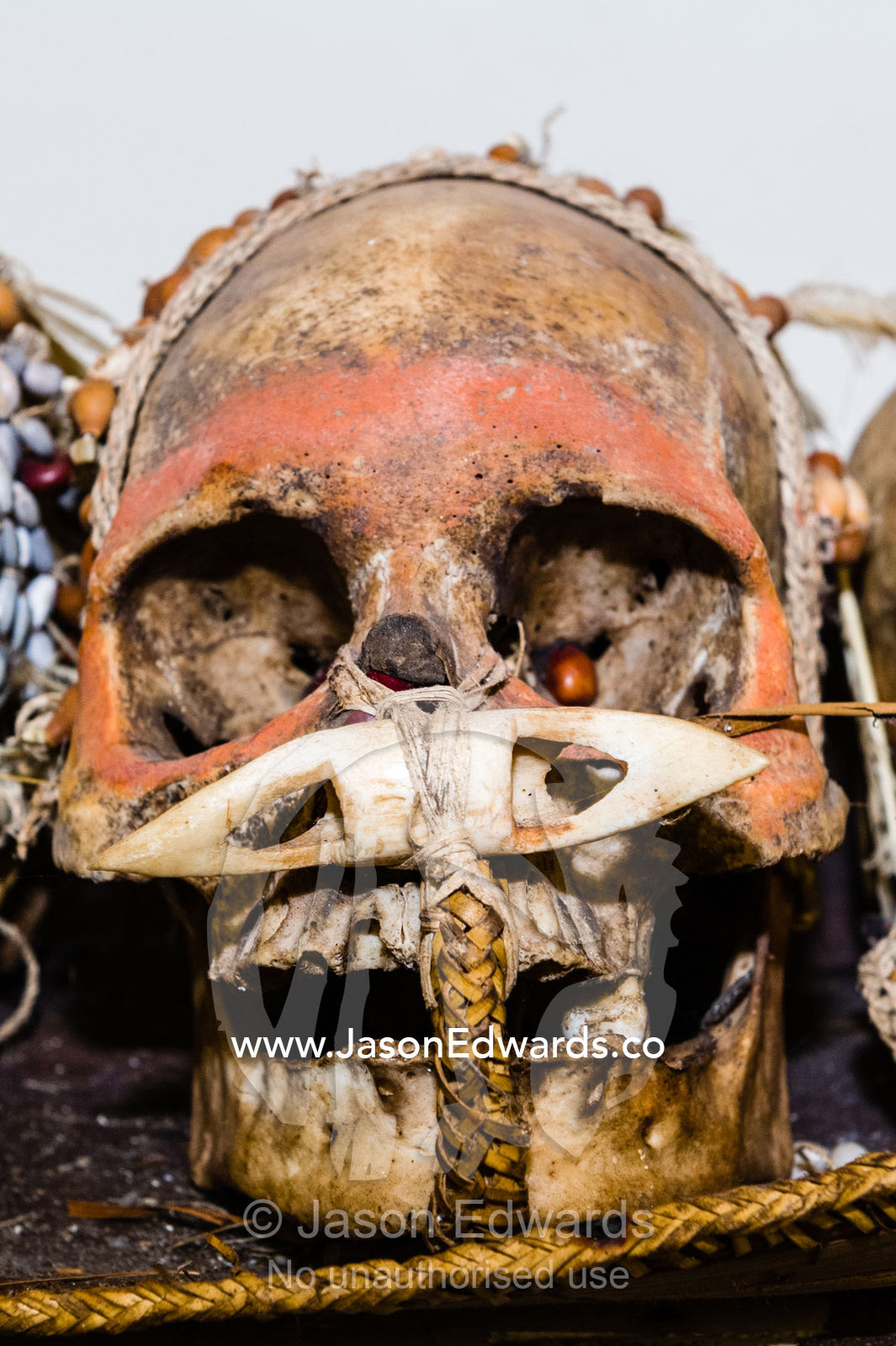 A collection of human skulls captured by Asmat headhunters in a museum in a river town. Agats, Asmat Regency, Papua, Indonesia