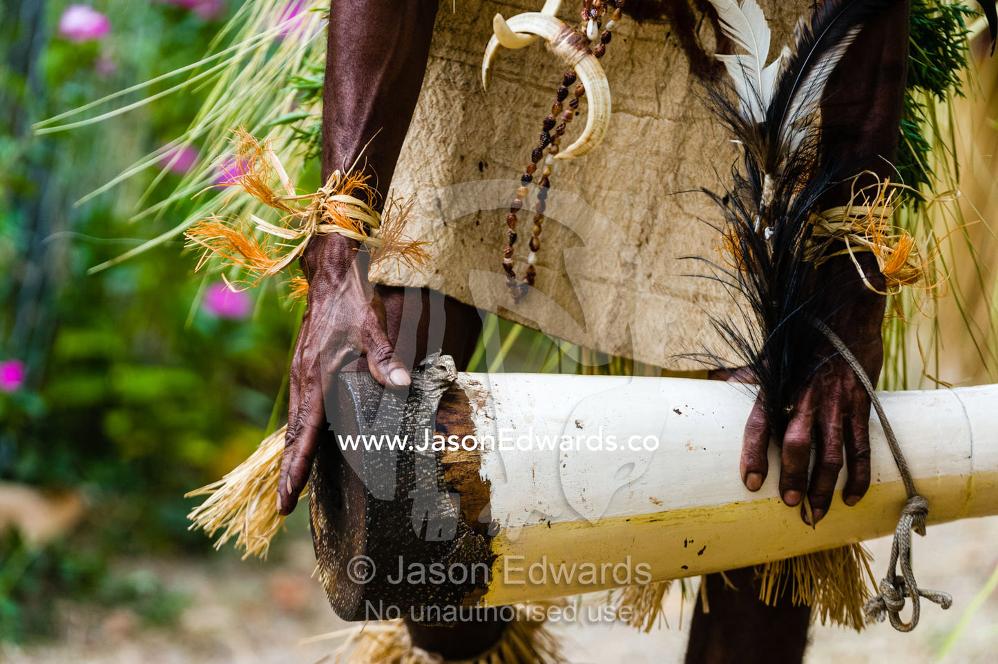 A Samarai warrior wearing a grass and bark skirt playing a reptile skin drum in a tribal ceremony. Samarai Island, Orangerie Bay, Milne Bay Province, Papua New Guinea
