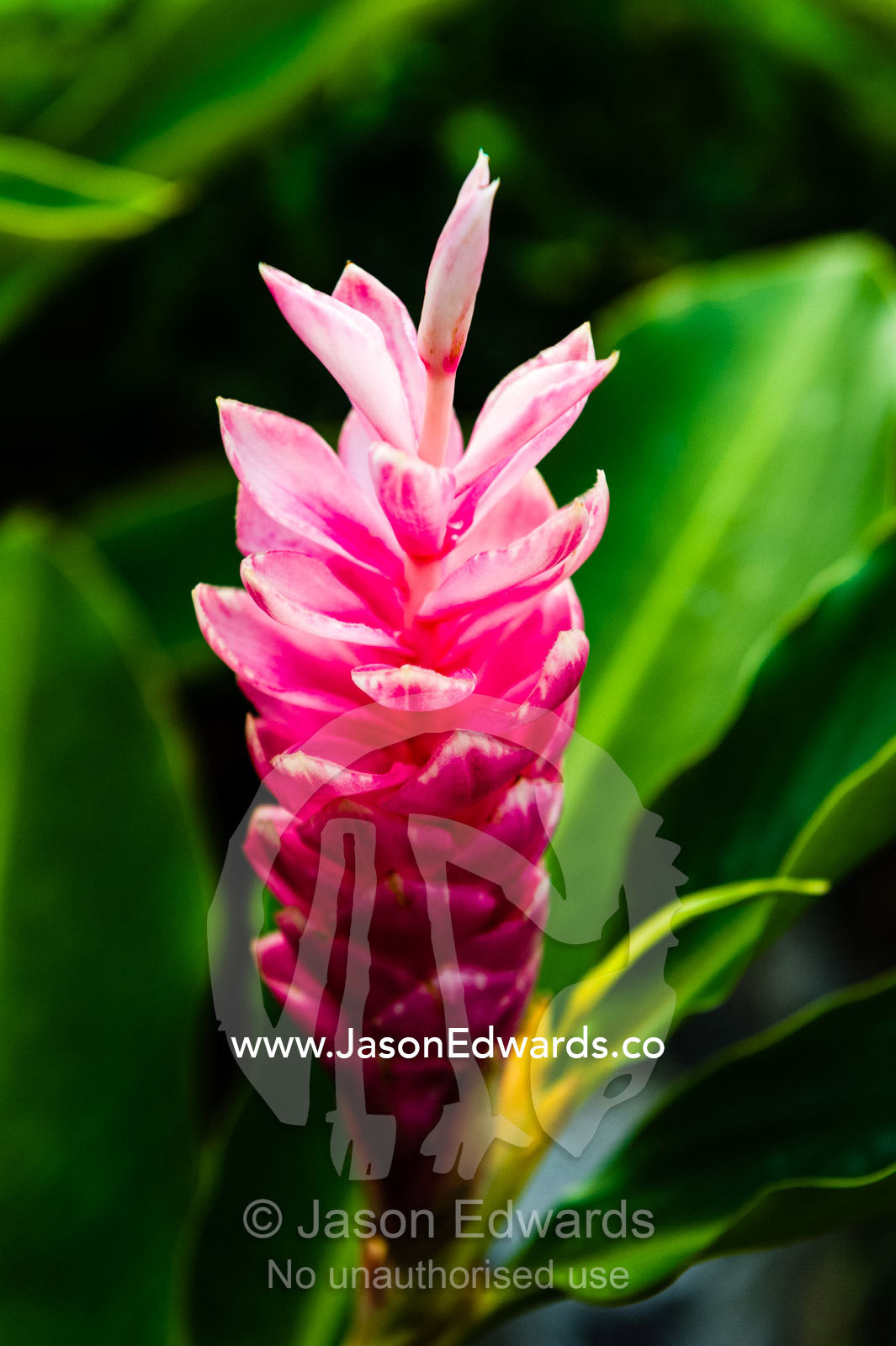A vibrant pink ginger flower in a lush tropical garden. Samarai Island, Orangerie Bay, Milne Bay Province, Papua New Guinea