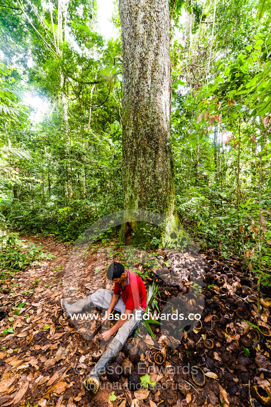 A farmer harvests Brazil Nuts using a machete in the Amazon rainforest. Boca Pariamanu Native Community, Madre de Dios Region, Peru
