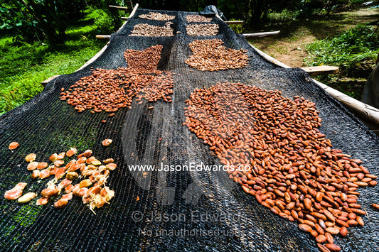 Seeds from the Cacao tree are spread out to dry in the Amazon rainforest. Camino Verde, Tambopata River Basin, Madre de Dios, Peru