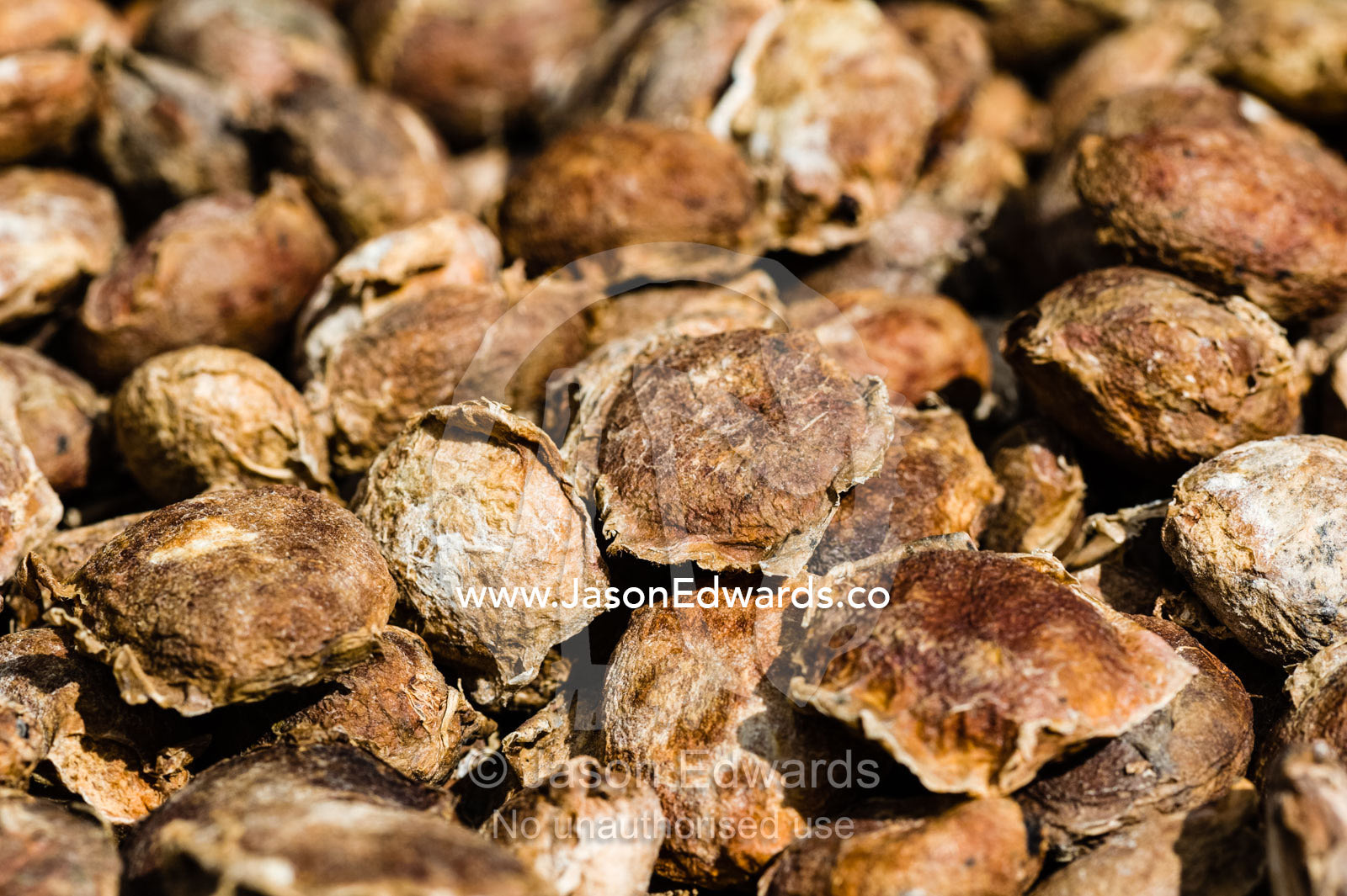Seeds of the Copausu used to make ice-cream and snack bars drying in the sun. Camino Verde, Tambopata River Basin, Madre de Dios, Peru