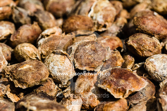 Seeds of the Copausu used to make ice-cream and snack bars drying in the sun. Camino Verde, Tambopata River Basin, Madre de Dios, Peru