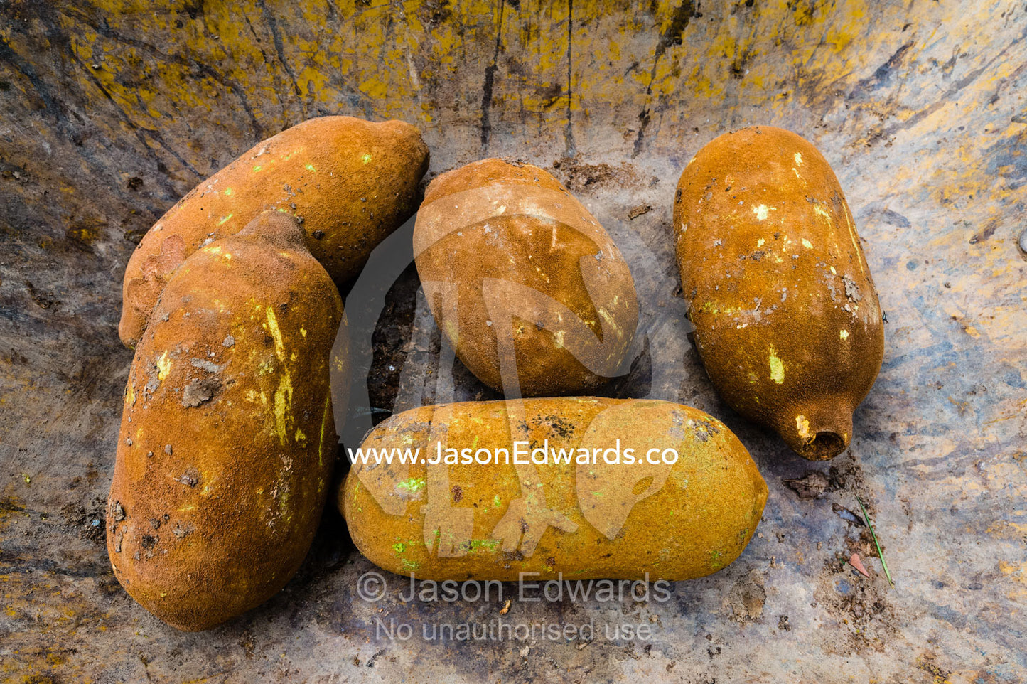 Seeds of the Copausu used to make ice-cream and snack bars. Camino Verde, Tambopata River Basin, Madre de Dios, Peru