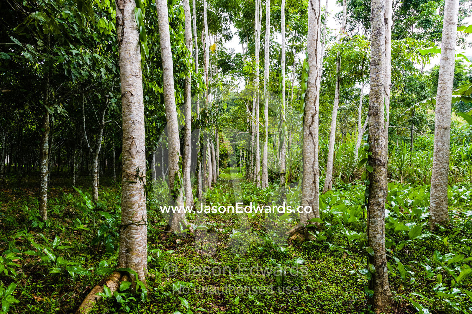 A copse of Pink Cedar trees growing on a farm in the Amazon. Camino Verde, Tambopata River Basin, Madre de Dios, Peru