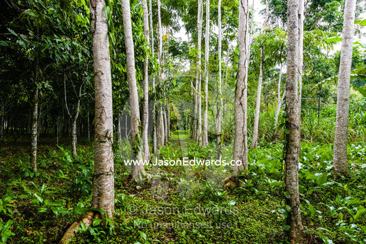 A copse of Pink Cedar trees growing on a farm in the Amazon. Camino Verde, Tambopata River Basin, Madre de Dios, Peru