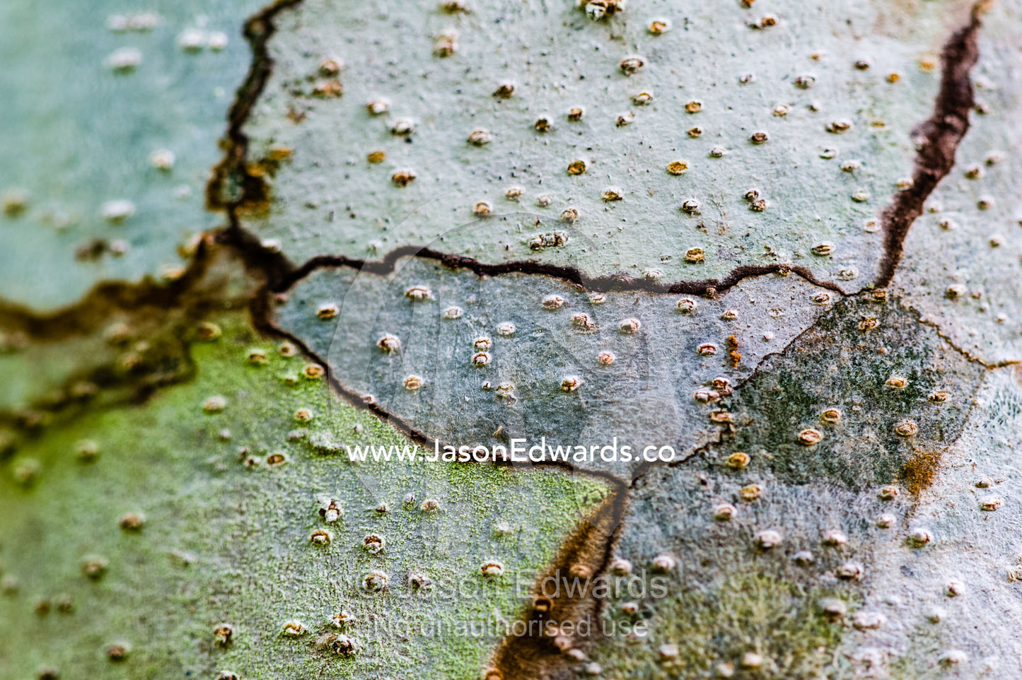A textured mosaic of bark on a Mahogany trees growing on a farm in the Amazon. Camino Verde, Tambopata River Basin, Madre de Dios, Peru