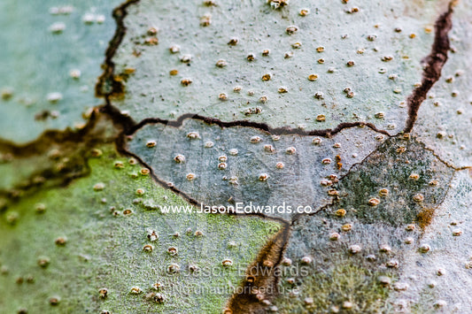 A textured mosaic of bark on a Mahogany trees growing on a farm in the Amazon. Camino Verde, Tambopata River Basin, Madre de Dios, Peru