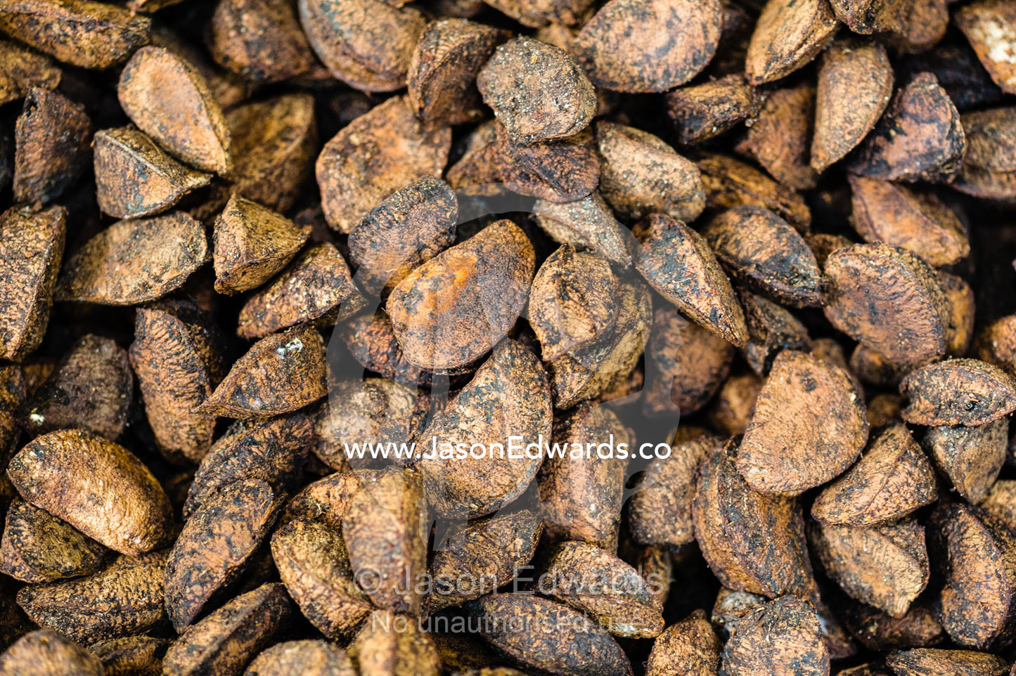 A mound of fresh Brazil Nuts harvested from the rainforest. Boca Pariamanu Native Community, Madre de Dios Region, Peru