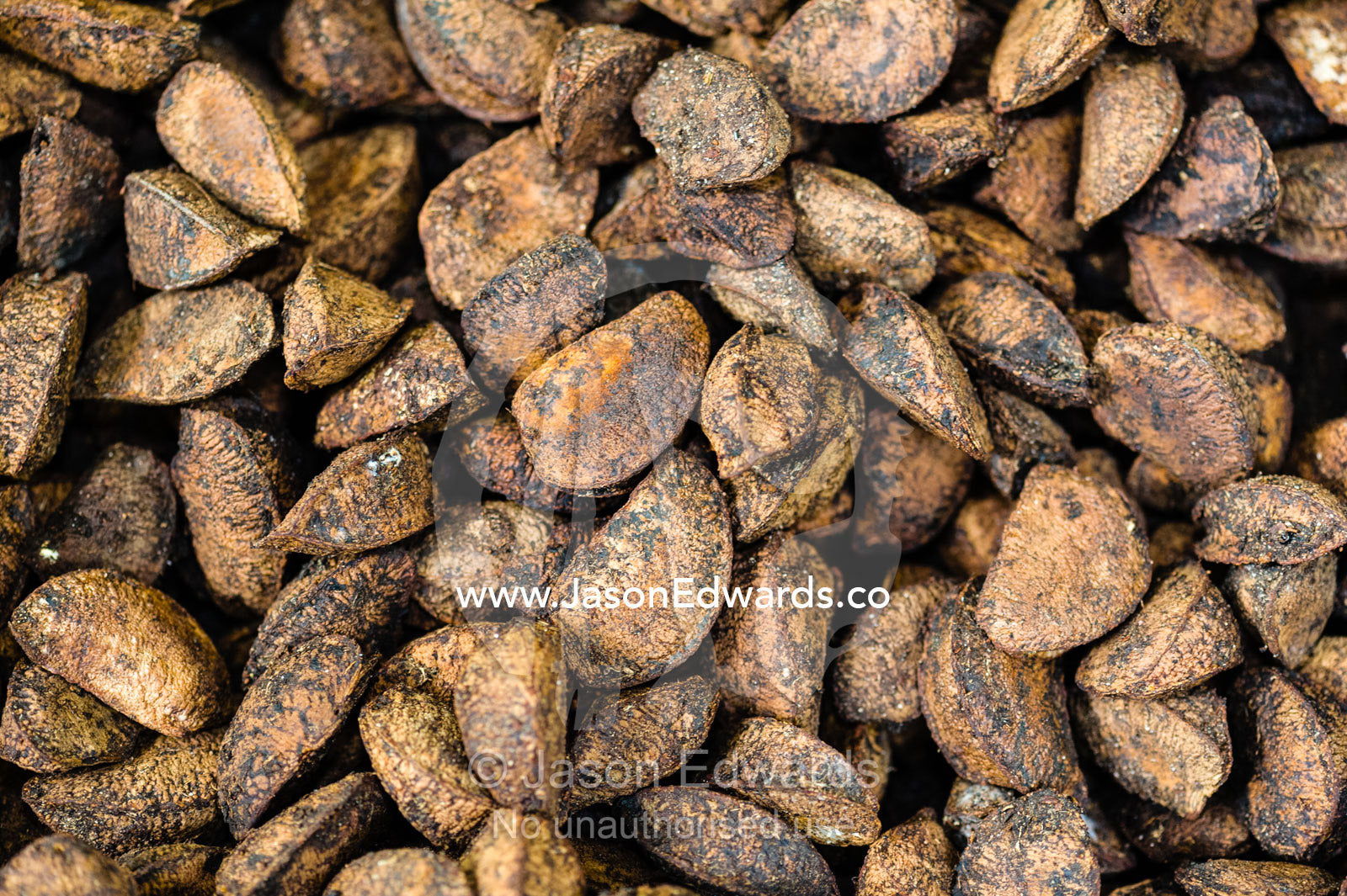 A mound of fresh Brazil Nuts harvested from the rainforest. Boca Pariamanu Native Community, Madre de Dios Region, Peru