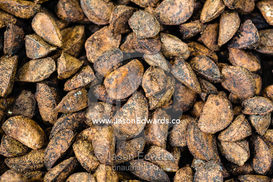 A mound of fresh Brazil Nuts harvested from the rainforest. Boca Pariamanu Native Community, Madre de Dios Region, Peru