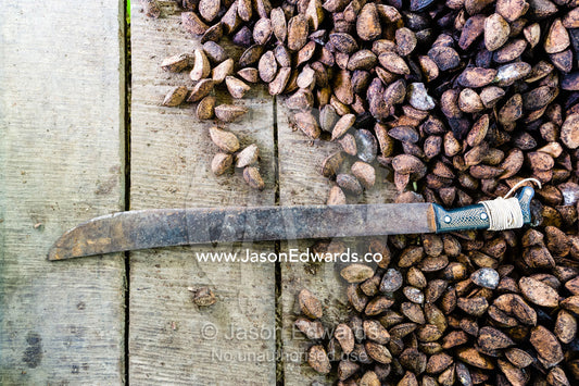A machete and a mound of fresh Brazil Nuts harvested from the rainforest. Boca Pariamanu Native Community, Madre de Dios Region, Peru
