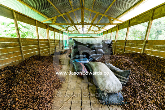A mound of fresh Brazil Nuts harvested from the rainforest in a drying shed. Boca Pariamanu Native Community, Madre de Dios Region, Peru