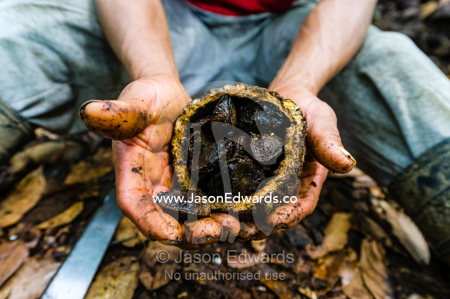 A farmer harvests Brazil Nuts using a machete in the rainforest. Boca Pariamanu Native Community, Madre de Dios Region, Peru