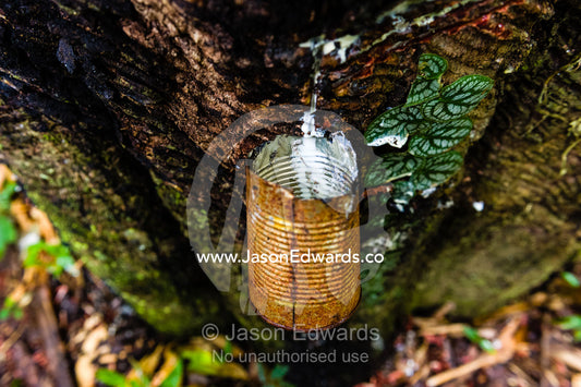 A tin cup is used to collect rubber dripping from cuts in the bark of a rubber tree. Ecomusa Rubber Tapper Concession, Madre de Dios Region, Peru