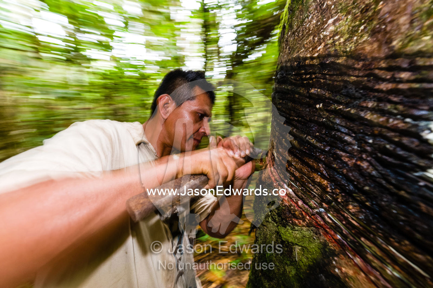A rubber tapper uses a sharp blade to cut into the trunk bark of a rubber tree in the rainforest to harvest rubber. Ecomusa Rubber Tapper Concession, Madre de Dios Region, Peru