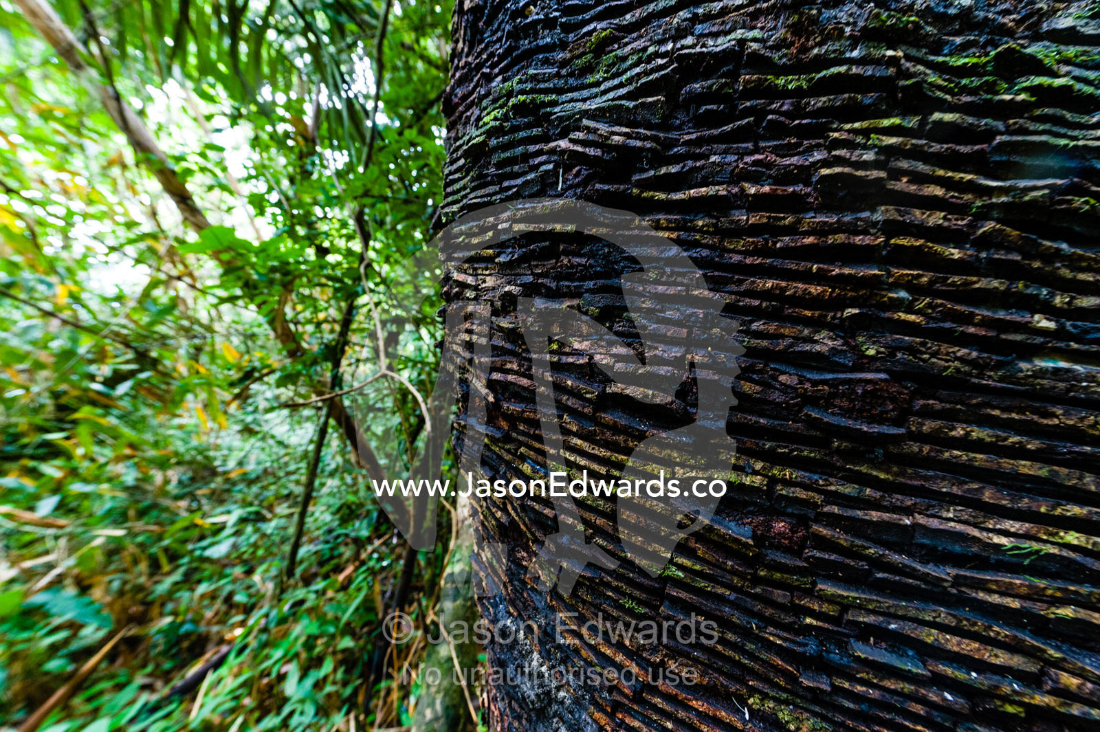 Cuts in the trunk bark of a tall rubber tree in the rainforest for rubber harvesting. Ecomusa Rubber Tapper Concession, Madre de Dios Region, Peru