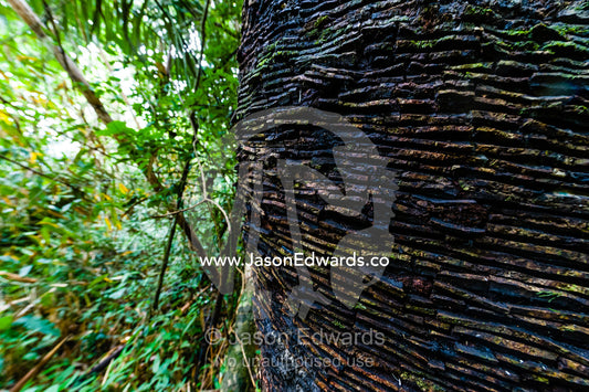 Cuts in the trunk bark of a tall rubber tree in the rainforest for rubber harvesting. Ecomusa Rubber Tapper Concession, Madre de Dios Region, Peru