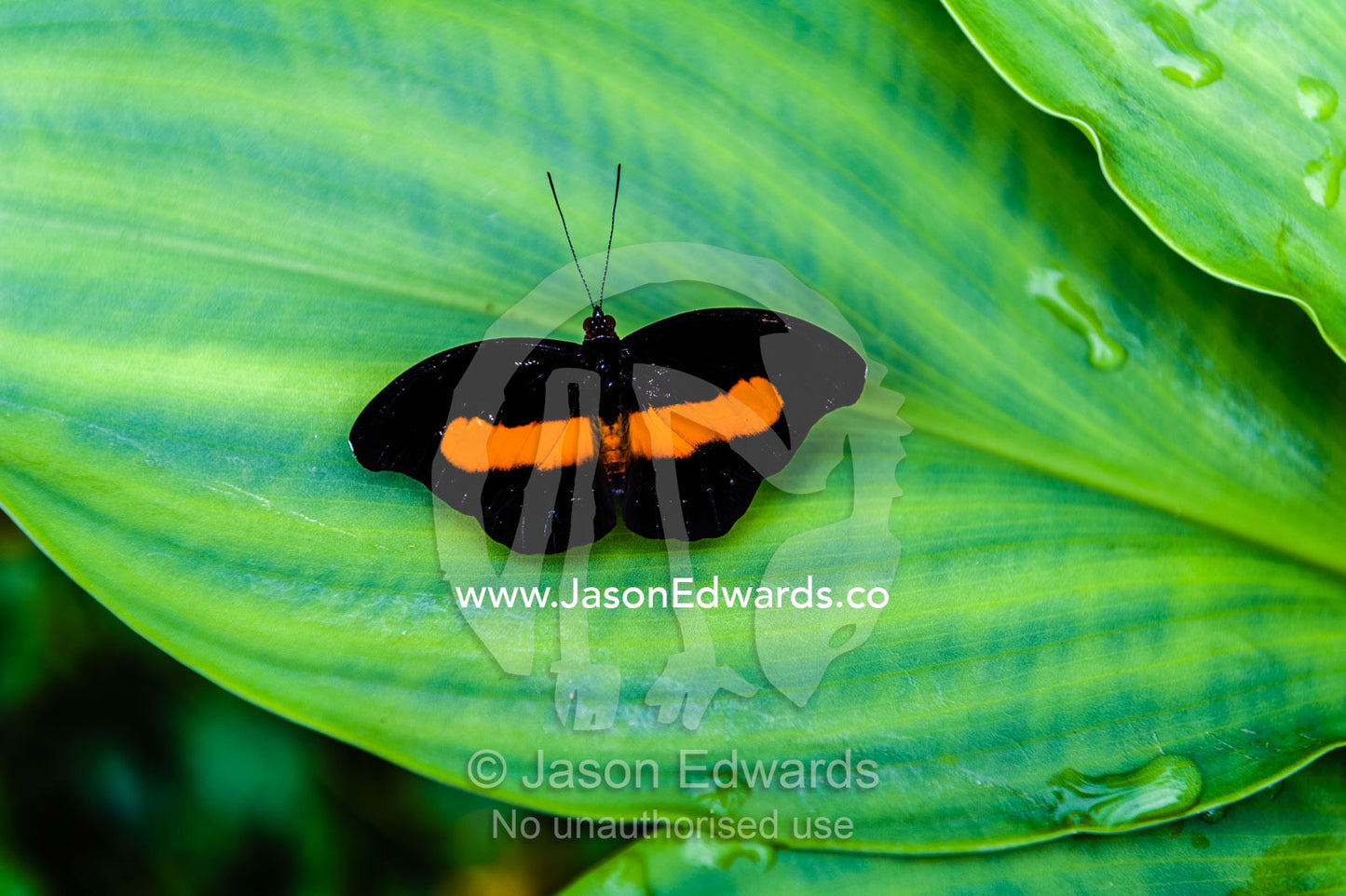 Vivid orange stripes on the wings of a male Acontius Firewing Butterfly roosting on a leaf. Puerto Maldonado, Madre de Dios Region, Peru