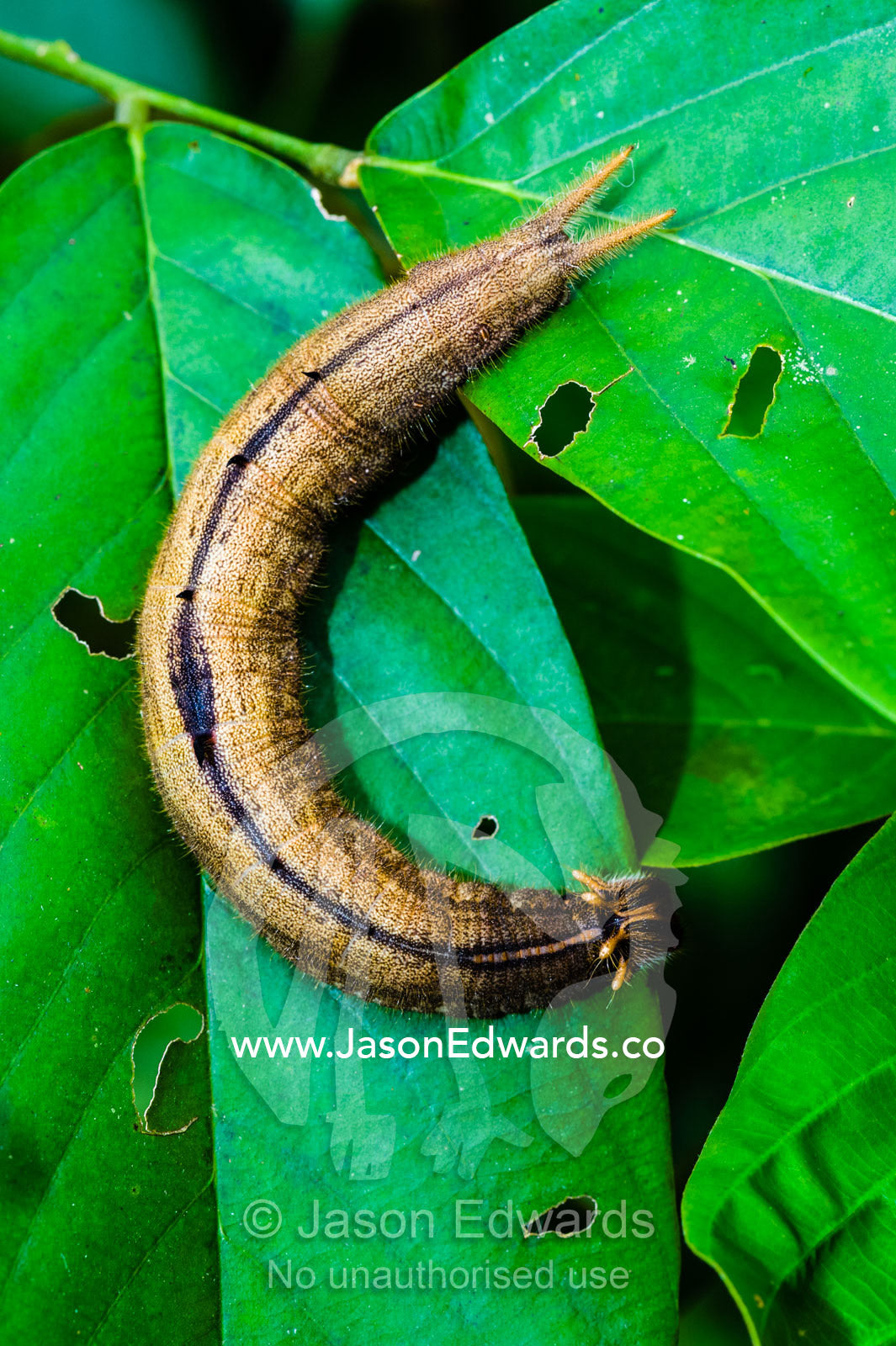 A large Owl Butterfly caterpillar crawling on a leaf. Puerto Maldonado, Madre de Dios Region, Peru