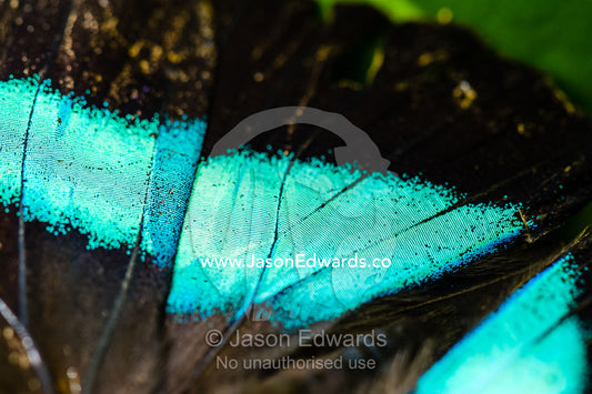 The iridescent neon blue wing scales of a Blue Morpho Butterfly. Puerto Maldonado, Madre de Dios Region, Peru