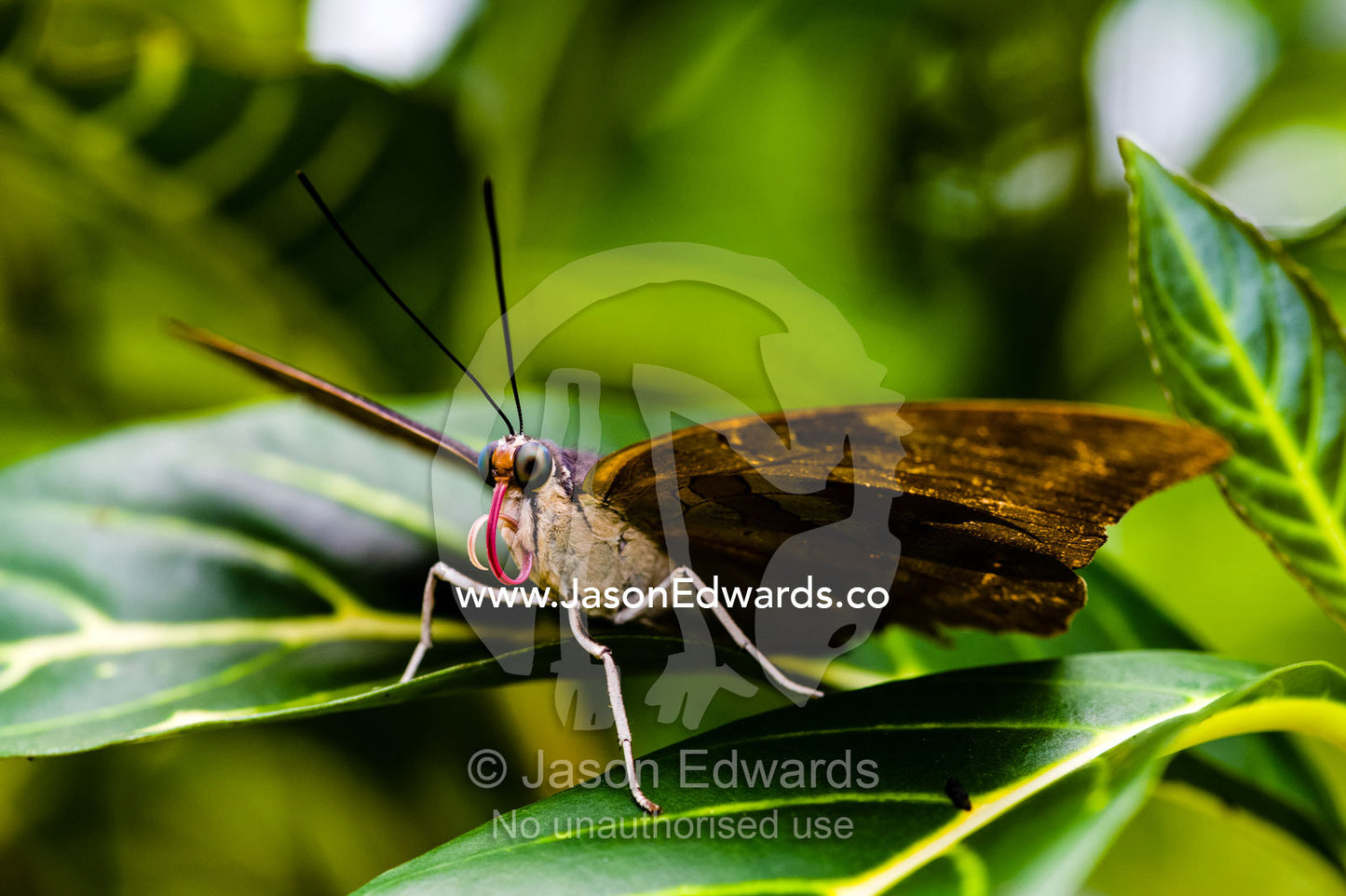 A Zebra Longwing Butterfly roosting on a variegated leaf. Puerto Maldonado, Madre de Dios Region, Peru