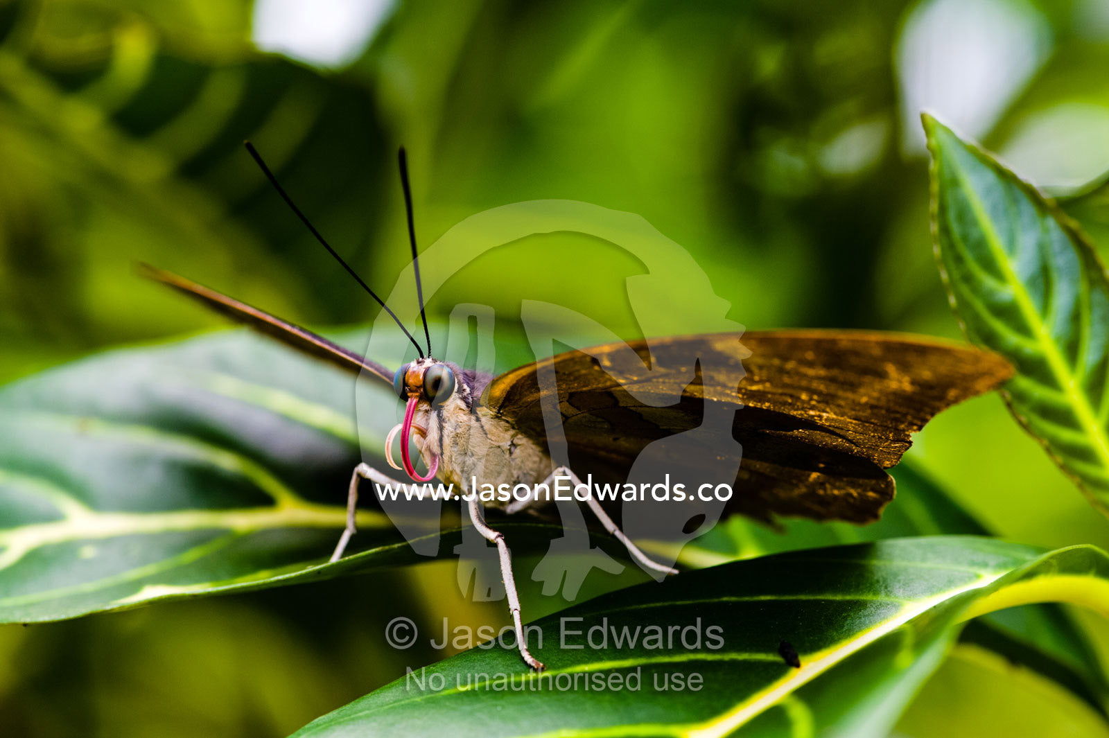 A Zebra Longwing Butterfly roosting on a variegated leaf. Puerto Maldonado, Madre de Dios Region, Peru