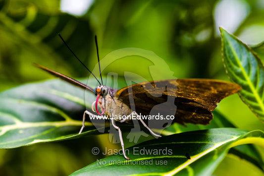 A Zebra Longwing Butterfly roosting on a variegated leaf. Puerto Maldonado, Madre de Dios Region, Peru