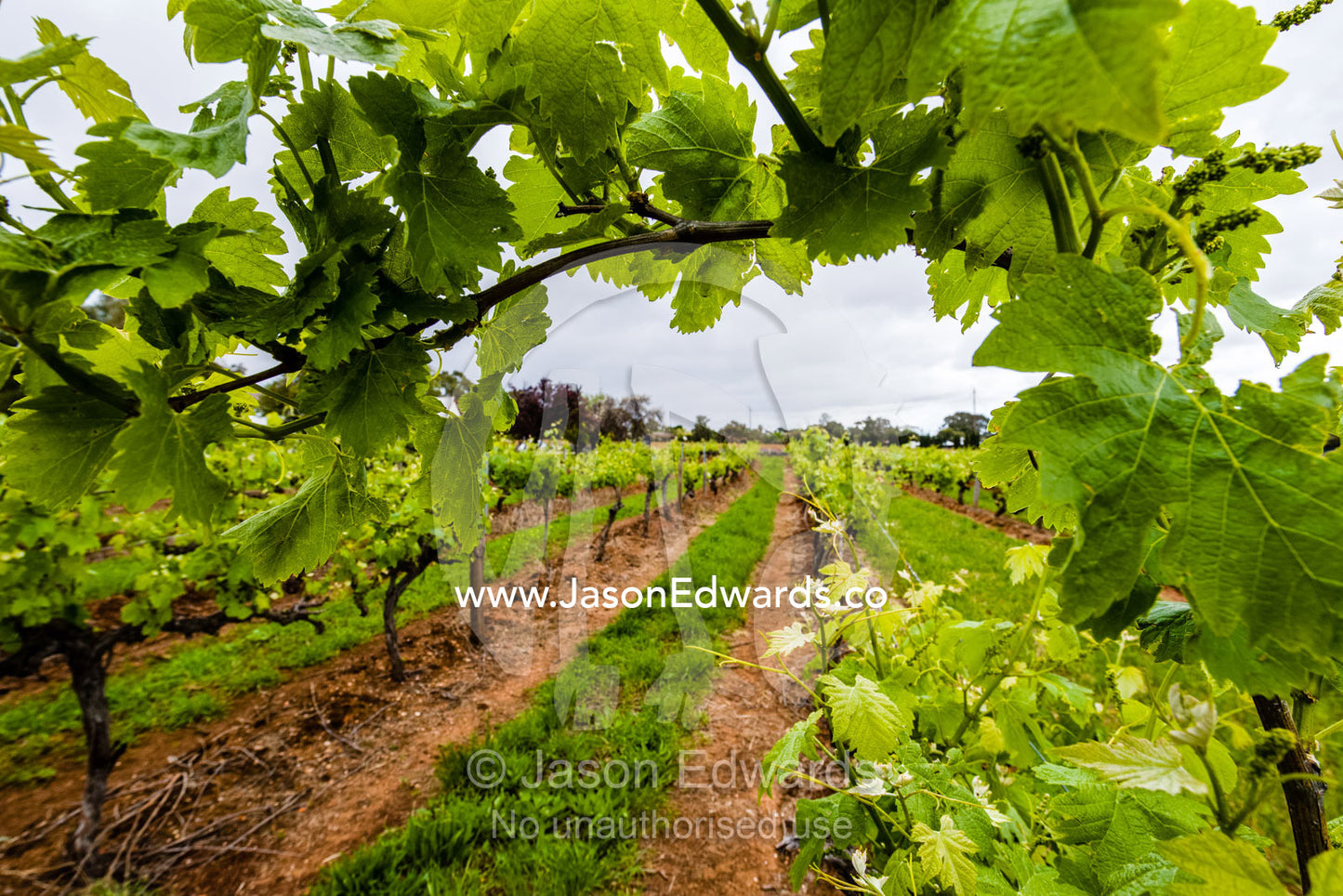 A Magill Estate Shiraz grape vine stretches over a path in a vineyard. Adelaide, South Australia, Australia
