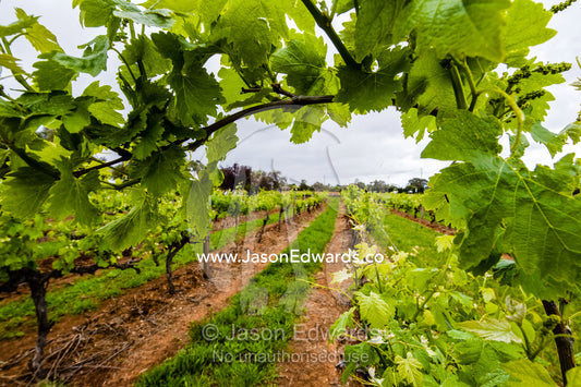 A Magill Estate Shiraz grape vine stretches over a path in a vineyard. Adelaide, South Australia, Australia
