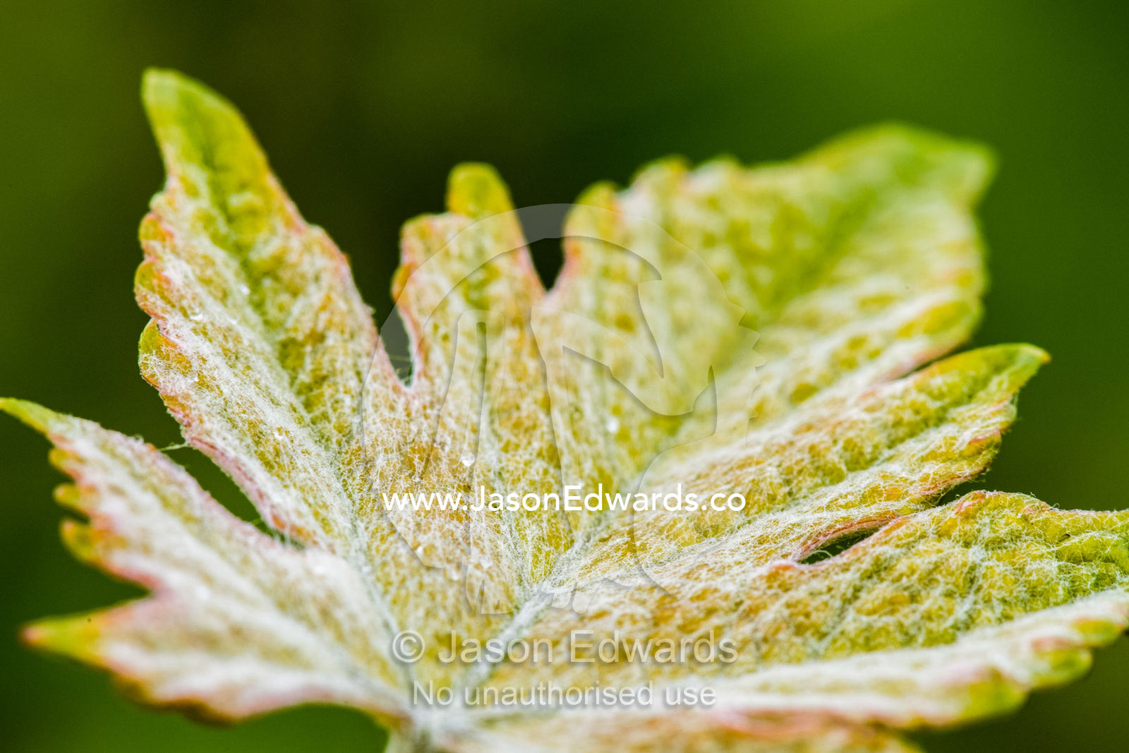 Small hairs coating the surface of a new Magill Estate Shiraz grape vine leaf. Adelaide, South Australia, Australia