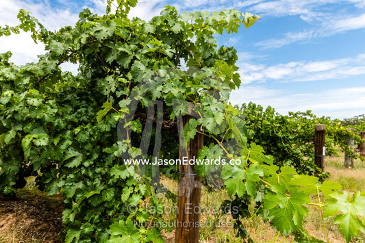 Cabernet Sauvignon grape vines planted in the nineteenth century are thought to be the oldest continuously producing Cabernet Sauvignon vines in the world. South Australia, Australia