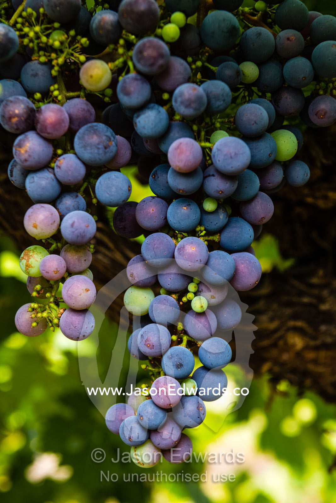 Cabernet Sauvignon grape vines planted in the nineteenth century are thought to be the oldest continuously producing Cabernet Sauvignon vines in the world. South Australia, Australia