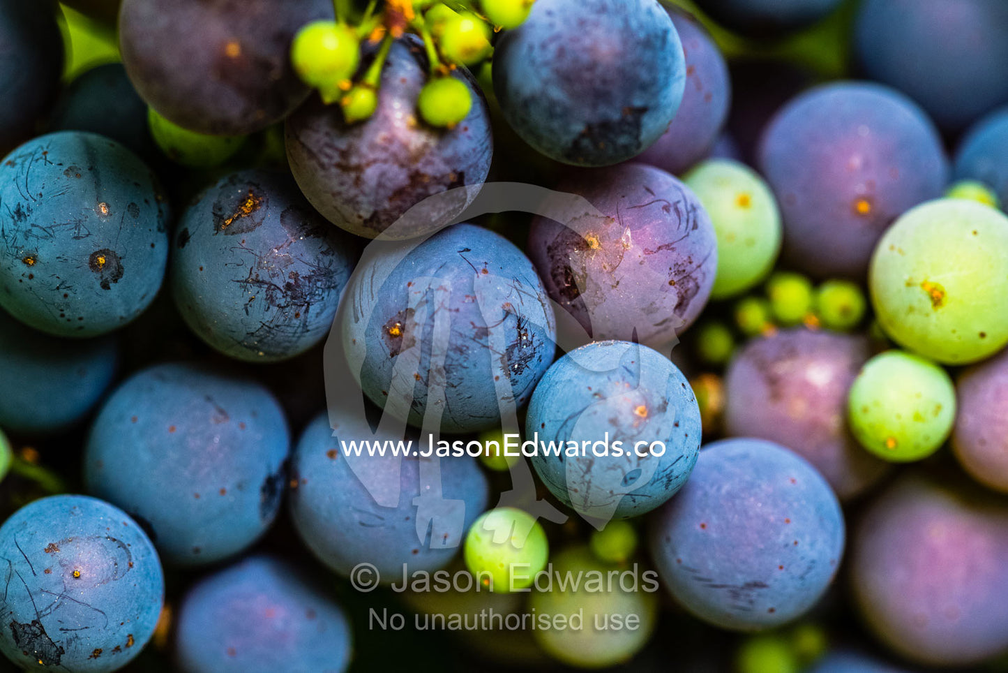 Cabernet Sauvignon grape vines planted in the nineteenth century are thought to be the oldest continuously producing Cabernet Sauvignon vines in the world. South Australia, Australia
