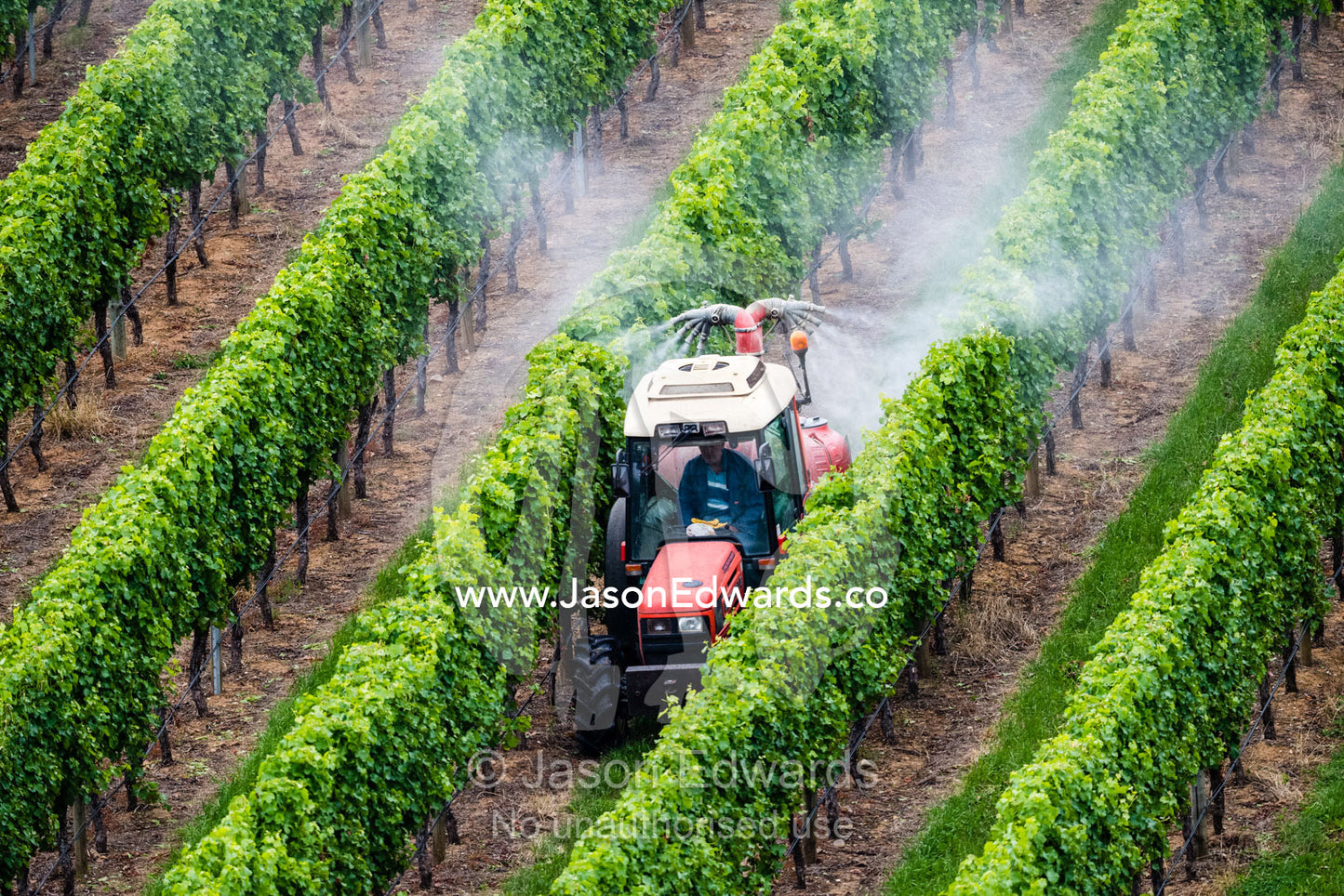 A tractor sprays fertilizer on grape vines in a vineyard. Piccadilly Valley, Adelaide, Carey Gully, South Australia, Australia