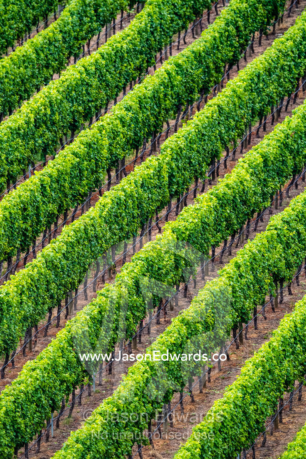 Geometric rows of grape vines make linear patterns in a vineyard. Piccadilly Valley, Adelaide, Carey Gully, South Australia, Australia