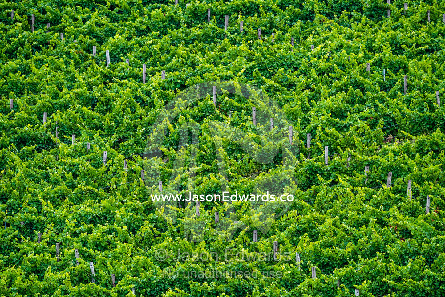 Dense grape vines in a vineyard. Piccadilly Valley, Adelaide, Carey Gully, South Australia, Australia