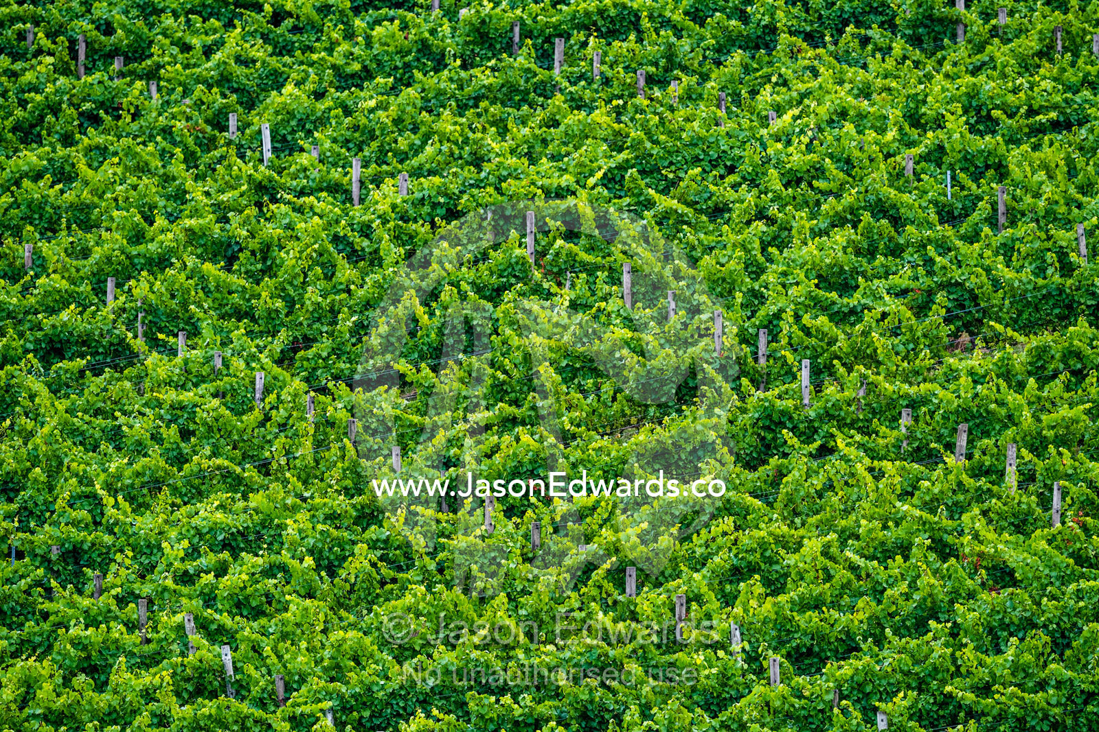Dense grape vines in a vineyard. Piccadilly Valley, Adelaide, Carey Gully, South Australia, Australia