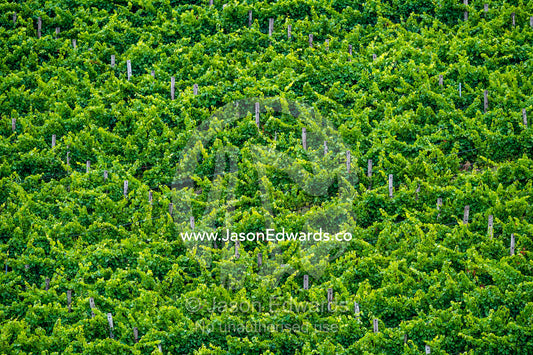 Dense grape vines in a vineyard. Piccadilly Valley, Adelaide, Carey Gully, South Australia, Australia