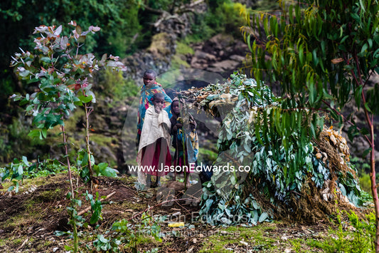 Farmers living in a hut covered in eucalyptus leaves on the boundary of a Mountain Gorilla national park. Ruhengeri, Volcanoes National Park, Rwanda