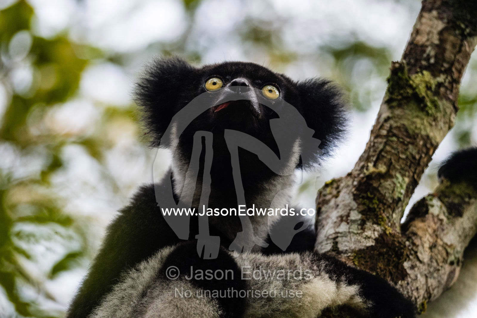 The Indri, also called the Babakoto, Indri indri, is one of the largest living lemurs. Andasibe-Mantadia National Park, Madagascar