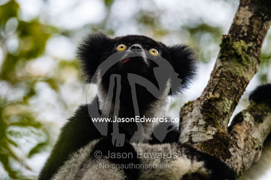 The Indri, also called the Babakoto, Indri indri, is one of the largest living lemurs. Andasibe-Mantadia National Park, Madagascar