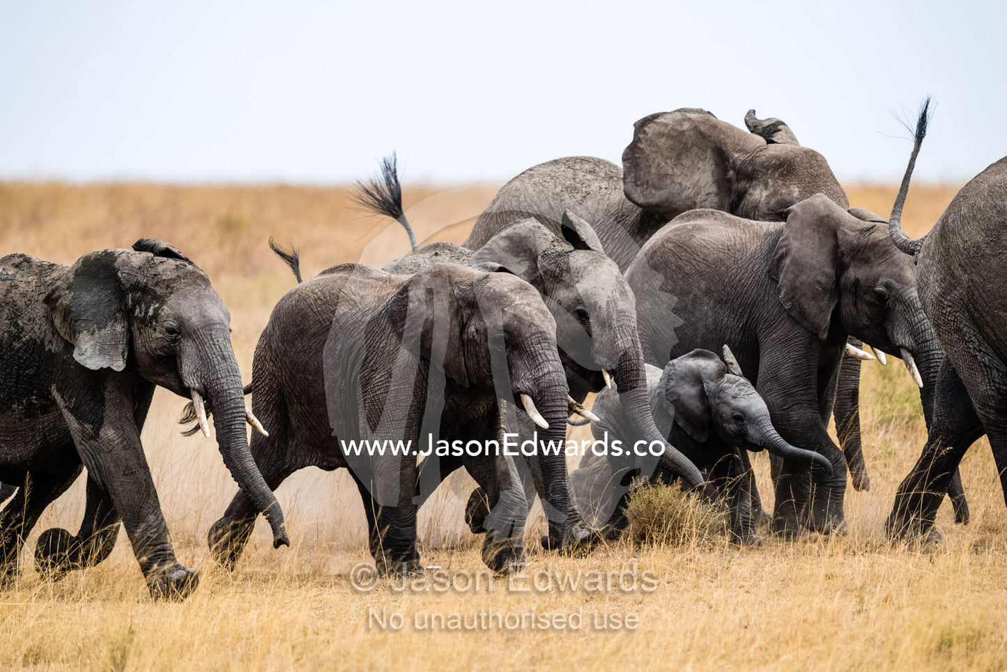 A herd of African Elephants stampede across the savannah surrounding a calf for protection. Serengeti National Park, Tanzania