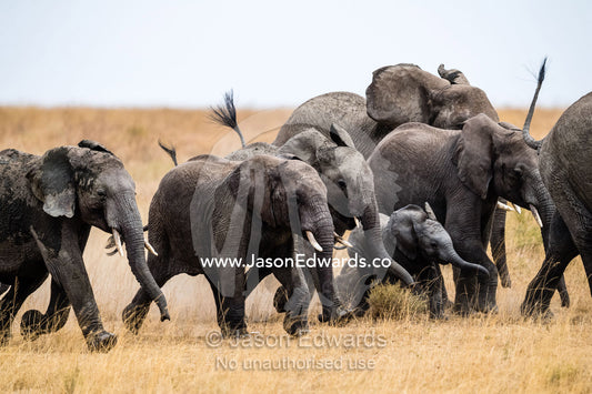 A herd of African Elephants stampede across the savannah surrounding a calf for protection. Serengeti National Park, Tanzania