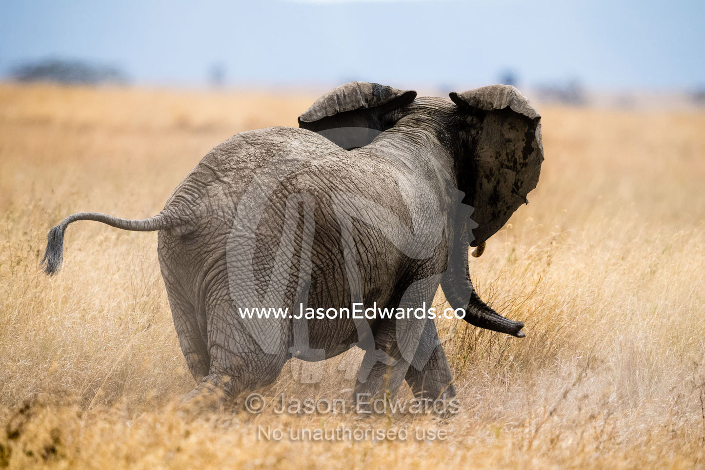 An African Elephant kicks dust into the air during a threat display whilst trumpeting and flapping it's ears. Serengeti National Park, Tanzania
