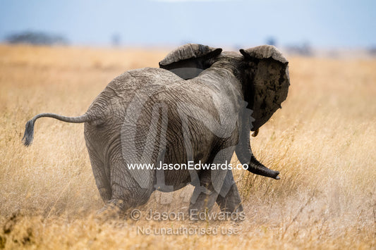 An African Elephant kicks dust into the air during a threat display whilst trumpeting and flapping it's ears. Serengeti National Park, Tanzania