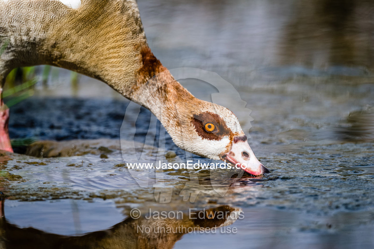 An Egyptian Goose, Alopochen aegyptiaca, drinks from a small pool of water on the African savannah. Serengeti National Park, Tanzania