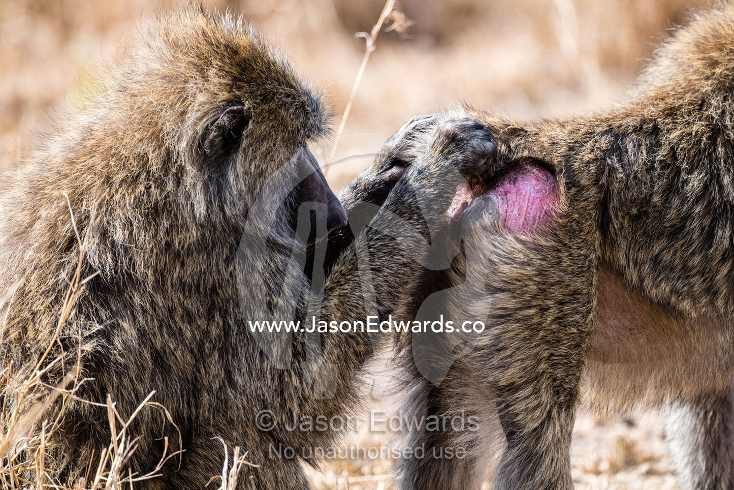 An Olive Baboon, Papio anubis, grooms the fur on the hindquarters of another baboon in the troop. Serengeti National Park, Tanzania