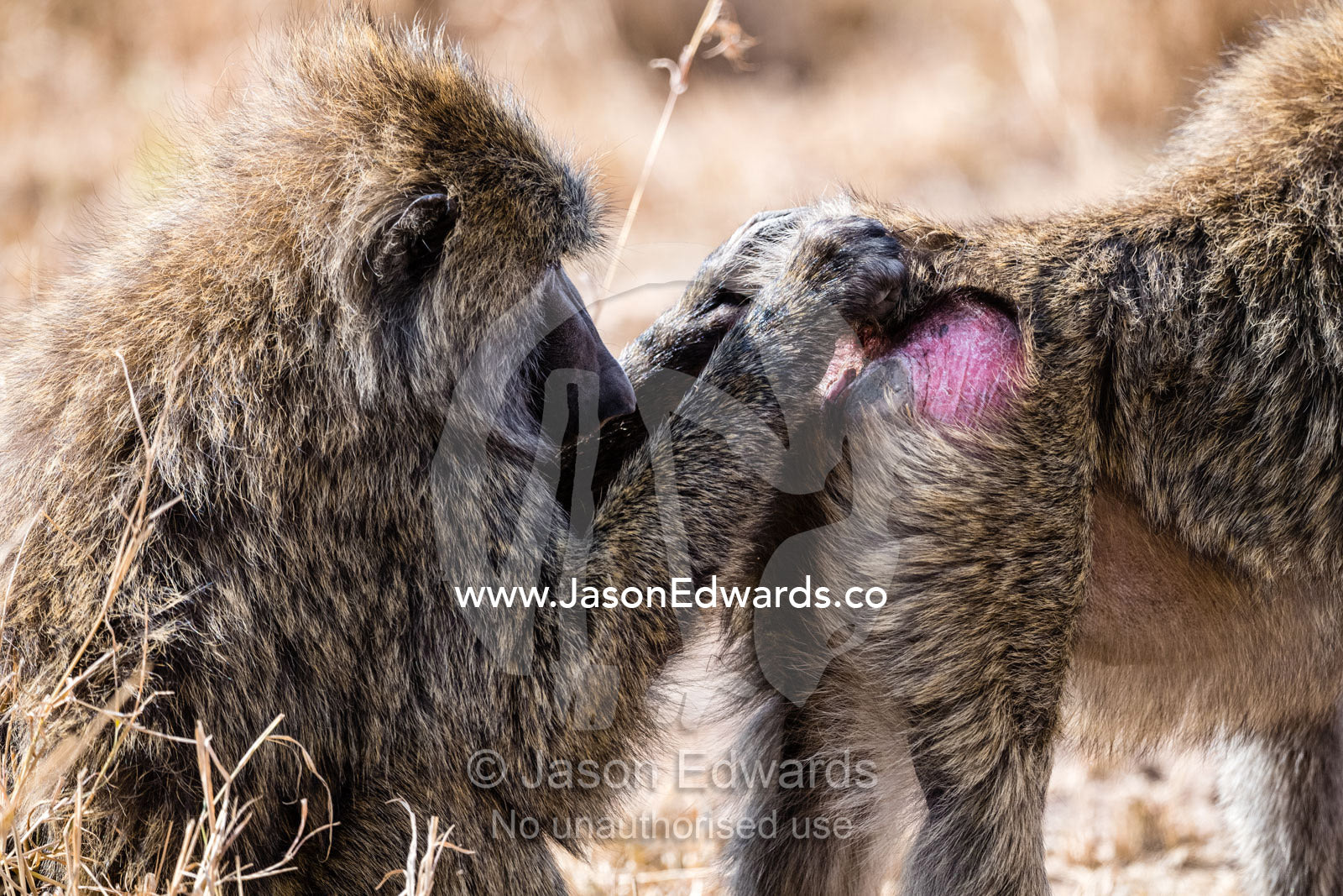 An Olive Baboon, Papio anubis, grooms the fur on the hindquarters of another baboon in the troop. Serengeti National Park, Tanzania
